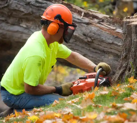 tree services Canaseraga